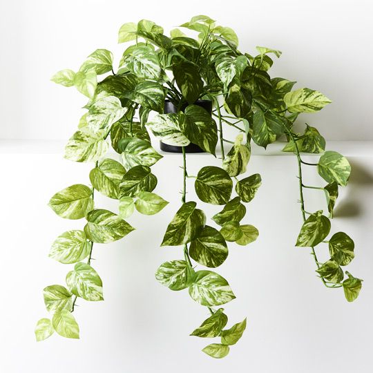 Floral Interiors - Pothos Marble Hanging Bush in Pot - Variegated