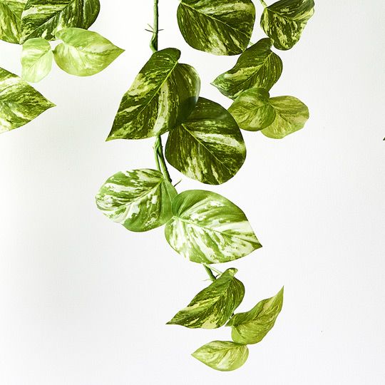Floral Interiors - Pothos Marble Hanging Bush in Pot - Variegated