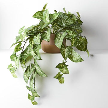 Floral Interiors - Syngonium Hanging Bush in Pot - Green